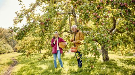 在缅因州达马里斯科塔的 Biscay Orchard 果园采摘苹果 在缅因州达马里斯科塔的 Biscay Orchard 果园采摘苹果