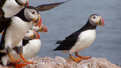 8 Great Lakes and Northeast Marine Wildlife Viewing Experiences You Can’t Miss 8 Great Lakes and Northeast Marine Wildlife Viewing Experiences You Can’t Miss
