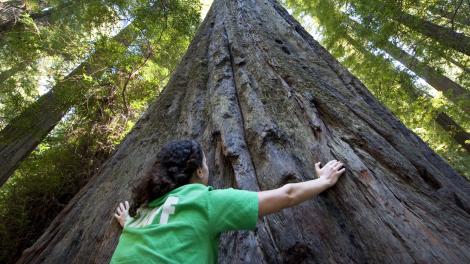 8 Amazing Places to See the Redwoods in California 8 Amazing Places to See the Redwoods in California