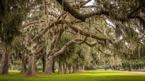 圣西蒙斯岛 Avenue of the Oaks 大道旁 160 年的的古树 圣西蒙斯岛 Avenue of the Oaks 大道旁 160 年的的古树
