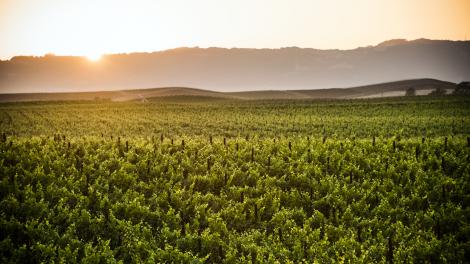 Views over the vines in Napa Valley Views over the vines in Napa Valley