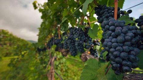 Discover Central Virginia Wine Country