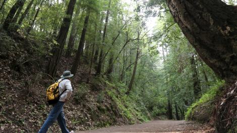 Our journey began at Redwood National Park.