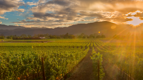 Chef Stephen Barber Goes Inside Napa Valley’s Food Scene Chef Stephen Barber Goes Inside Napa Valley’s Food Scene