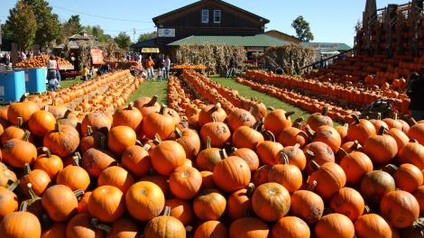 5 Festivals to Celebrate Fall Harvest