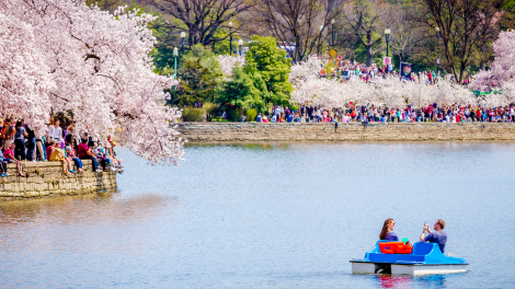 History of the National Cherry Blossom Festival in Washington, D.C.