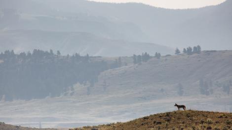 A wolf surveys Yellowstone National Park A wolf surveys Yellowstone National Park