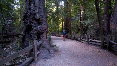 Walking along a trail at Henry Cowell Redwoods State Park Walking along a trail at Henry Cowell Redwoods State Park