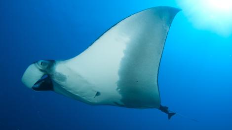 Manta Ray Manta Ray
