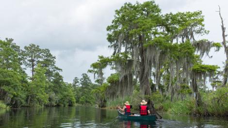 Kayaking through a Louisiana bayou