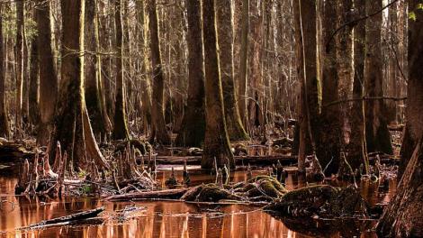 Swamp in Congaree National Park Swamp in Congaree National Park