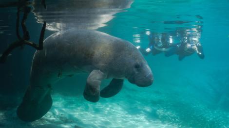 Swim with manatees, Crystal River Swim with manatees, Crystal River
