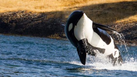 An orca breaches in the Pacific ocean An orca breaches in the Pacific ocean