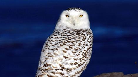 A snowy owl surveys the landscape A snowy owl surveys the landscape