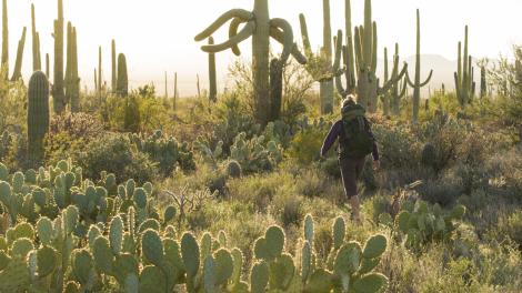 Desert hiking in Tucson
