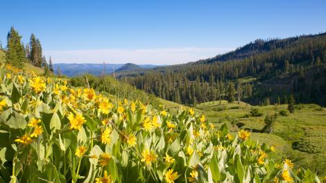 Scenic wild flower landscape at Lassen Volcanic National Park in California Scenic wild flower landscape at Lassen Volcanic National Park in California
