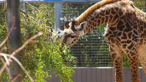 Giraffe at the San Diego Zoo in California Giraffe at the San Diego Zoo in California