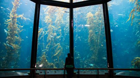 Massive seaweed forest tank at the Monterey Bay Aquarium Massive seaweed forest tank at the Monterey Bay Aquarium