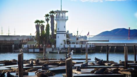 Sea Lions sunbath on the docks off Pier 39 at Fisherman’s Wharf in San Francisco, California Sea Lions sunbath on the docks off Pier 39 at Fisherman’s Wharf in San Francisco, California