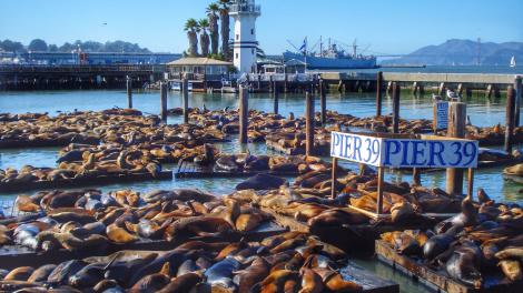 Sea lions at home at Pier 39 in San Francisco  Sea lions at home at Pier 39 in San Francisco