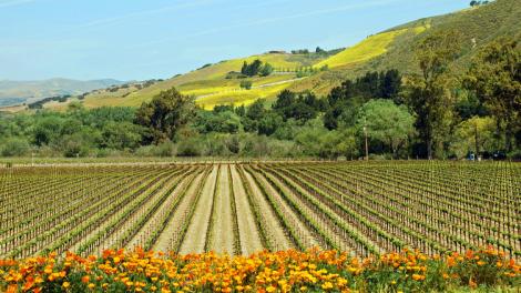 A vineyard in the Santa Rita Hills in Santa Barbara County A vineyard in the Santa Rita Hills in Santa Barbara County