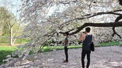 在纽约植物园拍摄盛开的樱花 在纽约植物园拍摄盛开的樱花