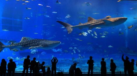 亚特兰大佐治亚水族馆 亚特兰大佐治亚水族馆
