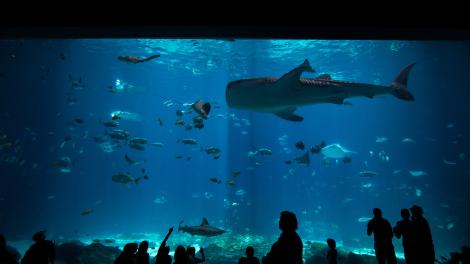 水族馆1 水族馆1
