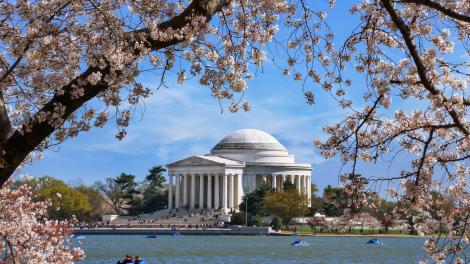 杰斐逊纪念堂前樱花盛开 杰斐逊纪念堂前樱花盛开