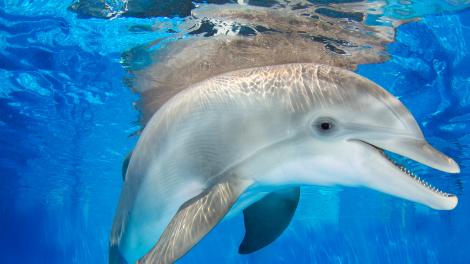 在克利尔沃特海洋水族馆见海豚温特 在克利尔沃特海洋水族馆见海豚温特