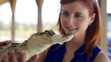 安妮•米勒之子沼泽之旅游客与鳄鱼幼崽亲密接触 安妮•米勒之子沼泽之旅游客与鳄鱼幼崽亲密接触