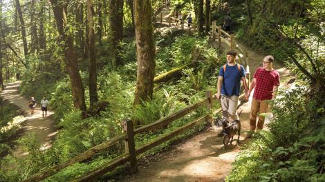 一对夫妇在森林公园的远足道上遛狗 一对夫妇在森林公园的远足道上遛狗