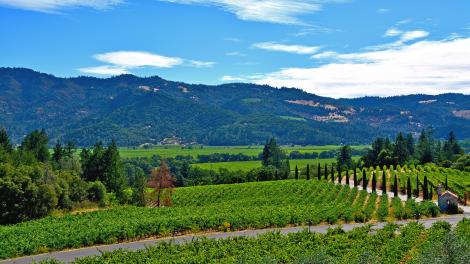 纳帕谷遍地的酒庄 纳帕谷遍地的酒庄