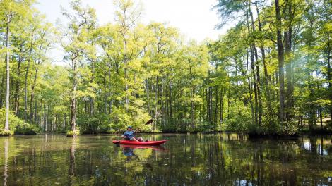 乘皮划艇在 Robertson Millpond Preserve 保护区的秃柏林黑水沼泽中穿行 乘皮划艇在 Robertson Millpond Preserve 保护区的秃柏林黑水沼泽中穿行
