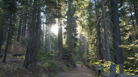 Hiking among the giant sequoias of Tuolumne Grove in Yosemite National Park, California Hiking among the giant sequoias of Tuolumne Grove in Yosemite National Park, California