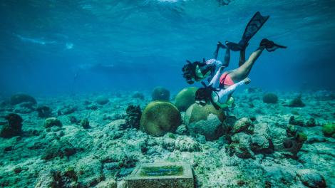 在美属维尔京群岛圣克罗伊岛的巴克岛珊瑚国家纪念地潜水