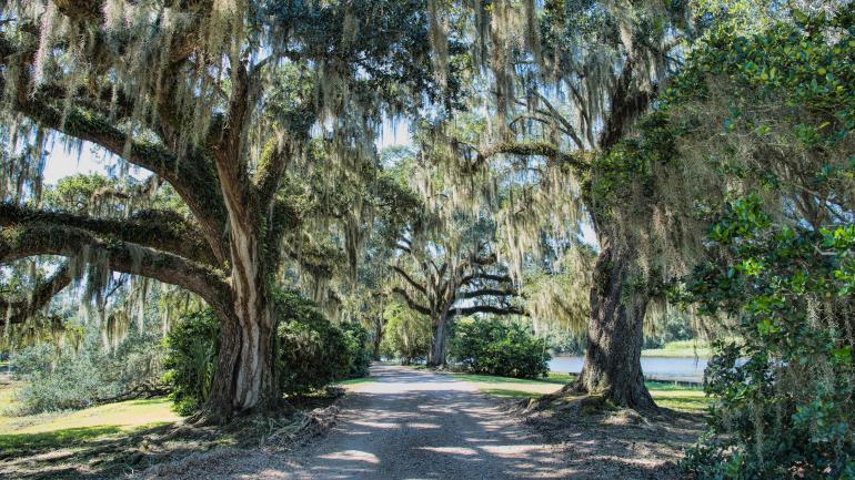 在路易斯安那州艾弗里艾兰游览丛林公园