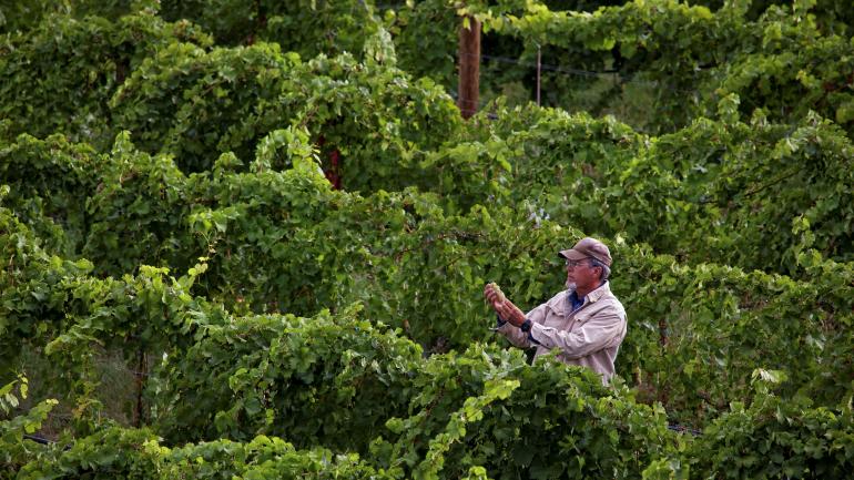 花一下午的时间在大章克申的葡萄园漫步,更近距离地观察该地区的知名葡萄品种。 花一下午的时间在大章克申的葡萄园漫步,更近距离地观察该地区的知名葡萄品种。