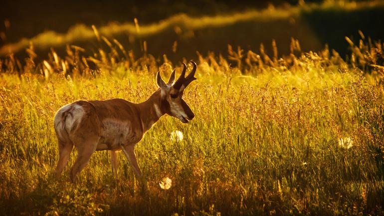 叉角羚是北美洲速度最快的动物。