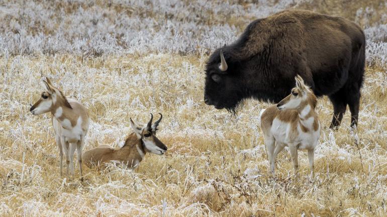 卡斯特州立公园内在野牛旁悠闲散步的叉角羚（和羚羊很像）