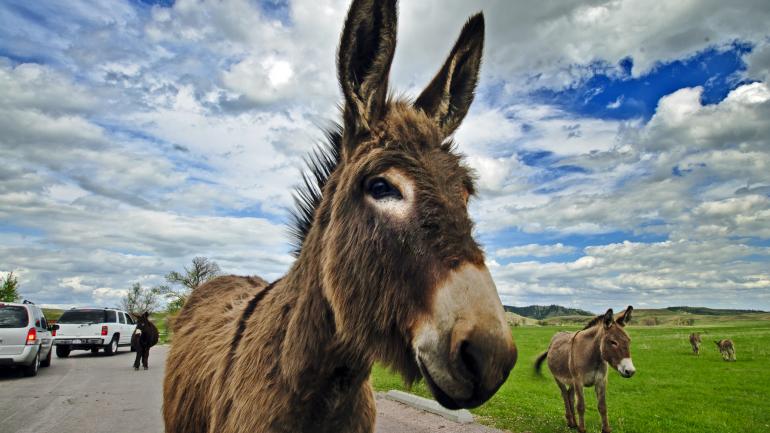 野驴，也叫乞讨驴，会向卡斯特州立公园内的游客讨要食物。