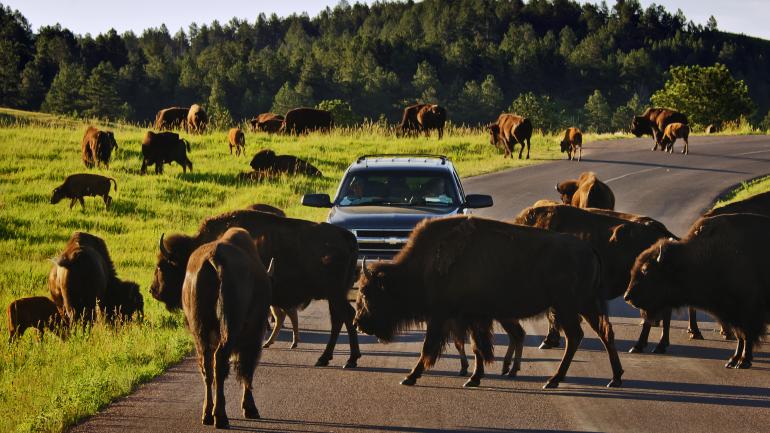 成群的野牛在乡村自由游荡