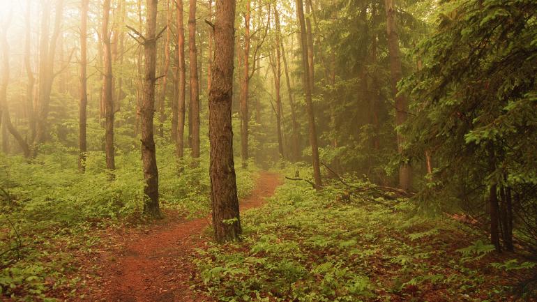 在米德兰的陶氏花园,漫步于森林小径、修剪整齐的小路和色彩斑斓的花园中,领略园林美景。 在米德兰的陶氏花园,漫步于森林小径、修剪整齐的小路和色彩斑斓的花园中,领略园林美景。