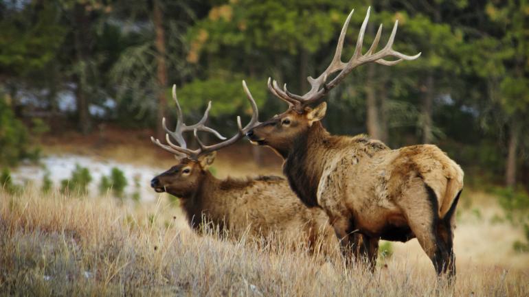 两只麋鹿，很罕见但却很温馨的画面