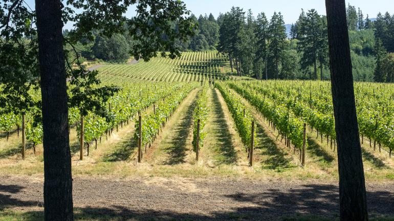 俄勒冈州威拉米特河谷内的葡萄园 俄勒冈州威拉米特河谷内的葡萄园