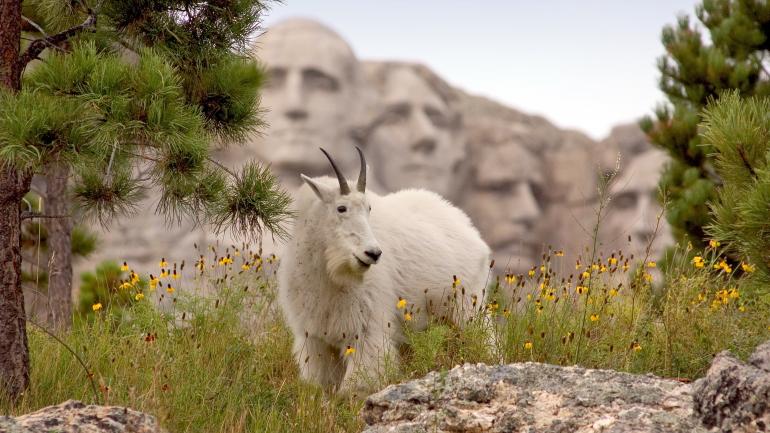 一只山羊正在吃草，背后的拉什莫尔山隐约可见