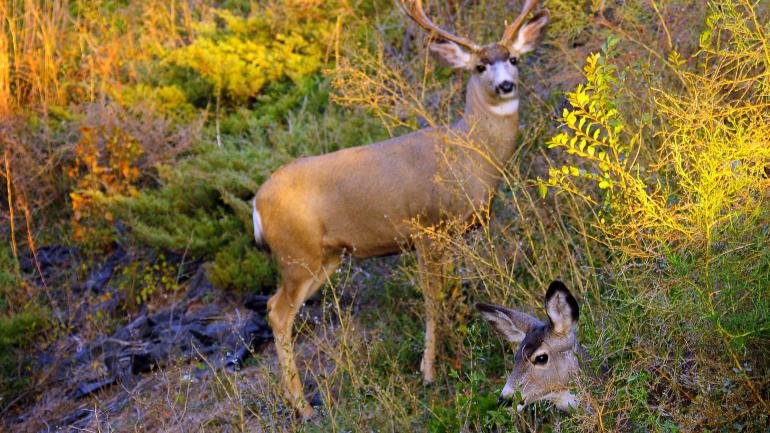 骡鹿很容易通过大耳朵和身高来辨认