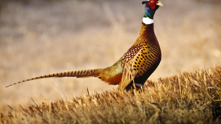 颈环雉是本州 300 多种鸟类中的一种