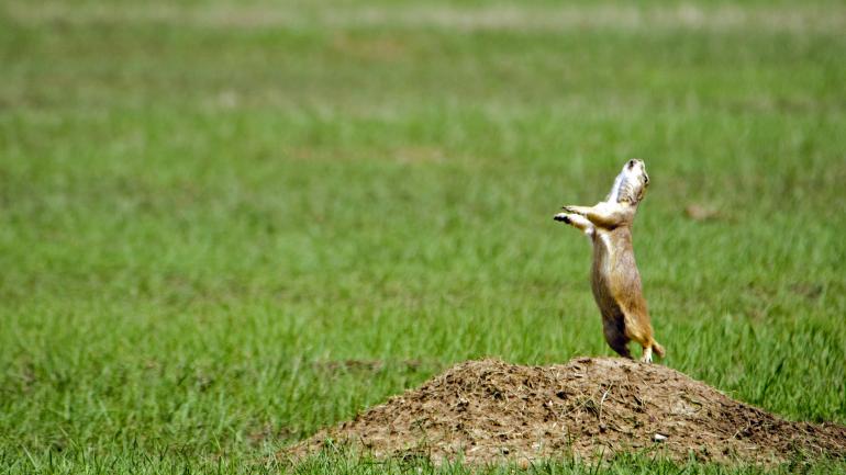 土拨鼠生活在迷宫般的地下通道里。