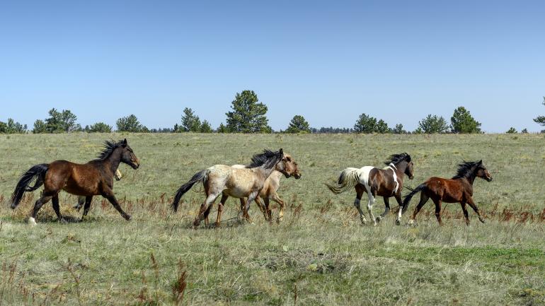 一群野马在乡村自由奔跑。